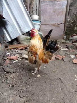 Ayam kate jantan jambul
