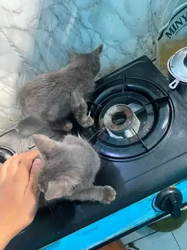 KItten bsh jantan dan betina