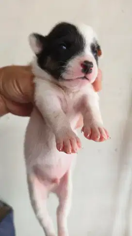 Puppies Pit Bull mix