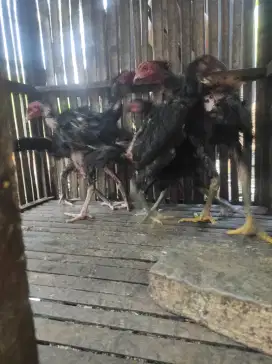 Ayam kampung muda 5 ekor