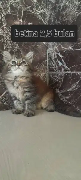 Kucing mainecoon Mix Betina