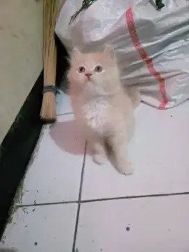 kucing betina persia bulu kapas betina
