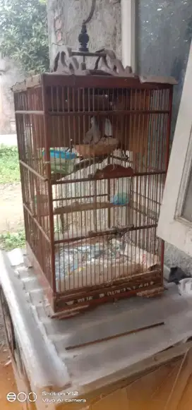 Dijual perkutut bangkok
