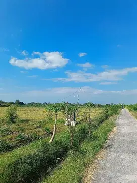 Sale premium free hold land tanah premium SHM Kalisada Buleleng Bali