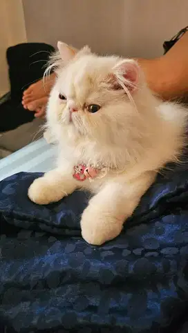 Kucing persia peaknose putih sehat lucu