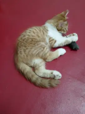 Lepas adopt kitten mix dome