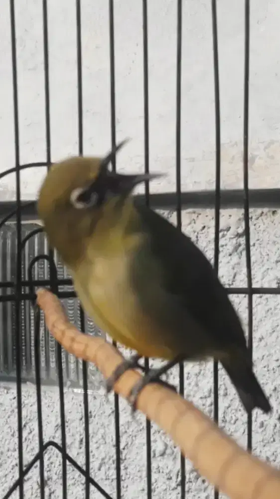 BURUNG KEESAYANGAN PRIYANGAN  ORI GACOR VOLME KENCENG