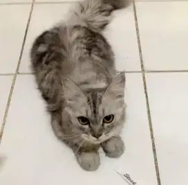 KUCING PERSIA HIMALAYA