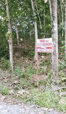 TANAH MURAH BERISI POHON JATI DAN VIEW PANTAI DI PERBATASAN PROVENSI