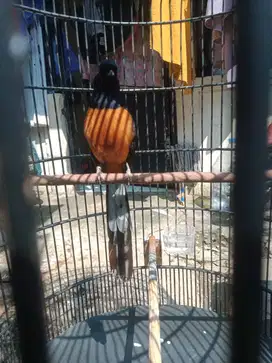 Murai mapan beres mabung