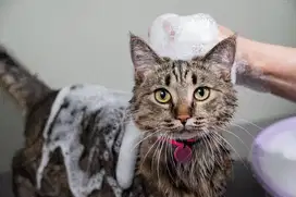 Grooming kucing/anjing kecil