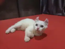 American curl jantan blue eyes