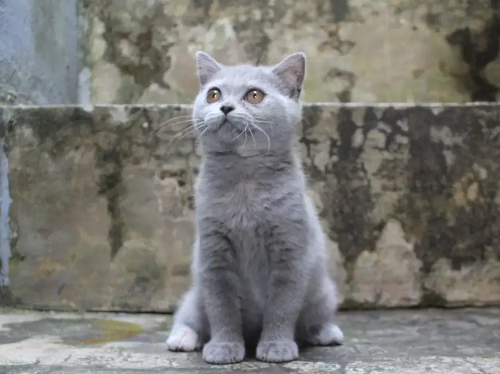 BSH/BRITISH SHORTHAIR BLUE TORTIE BETINA 3BULAN