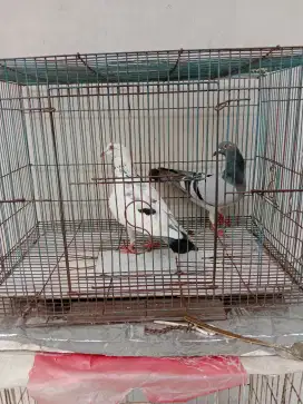 Jual. Murah aja merpati pos sepasang bisa nego lagi