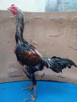 Ayam Mangon umur 6 bulan calon ukuran 5,5