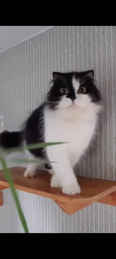 SCOTTISH FOLD HIGLAND 8BULAN BETINA CALON INDUKAN