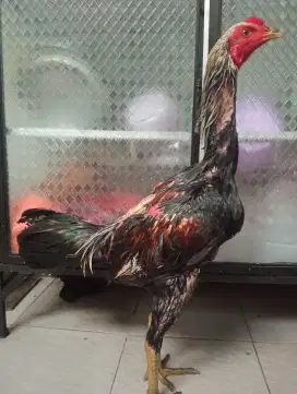 Ayam.mangon umur 6 bulan calon ukuran 5,5