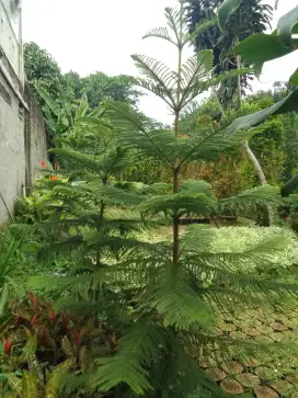 Terima jasa pemasangan taman hias dan relife