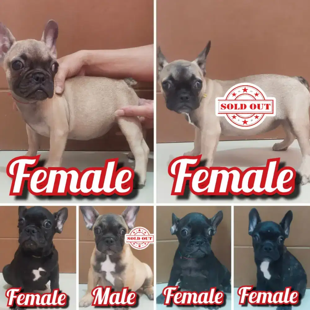 Jual anakan French Bulldog