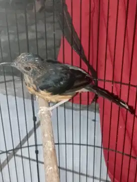 Burung Murai trotol jantan ring ternakan fighter
