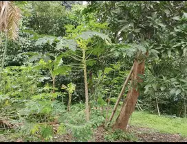 Jual Tanah bonus Tanah, Pinggir Jalan Besar, Lenteng Agung