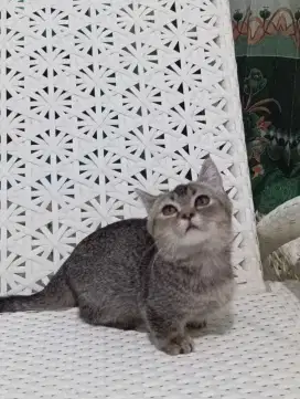 Kucing Munchkin Short Hair