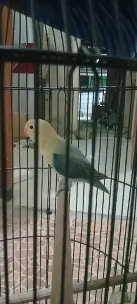 Jual Lovebird masih muda