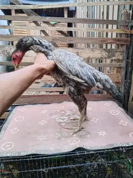 Ayam betina phanat