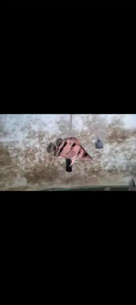 Ikan datz  3 bar fuzzy