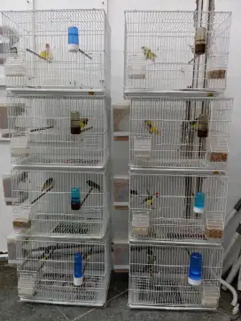 Burung golamadin