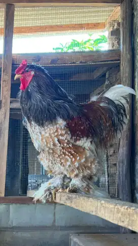 Ayam Brahma berbagai varian warna & usia ada
