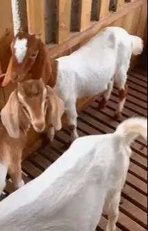 paket 4 ekor kambing boer 5-6 bln pedaging unggul 1 jantan 3 betina