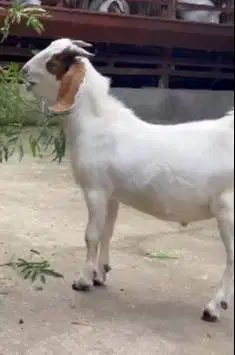 paket 4 ekor kambing boer 5-6 bln pedaging unggul 1 jantan 3 betina