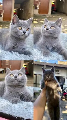 bsh british shorthair kitten dob 9 juni 2025 bandung