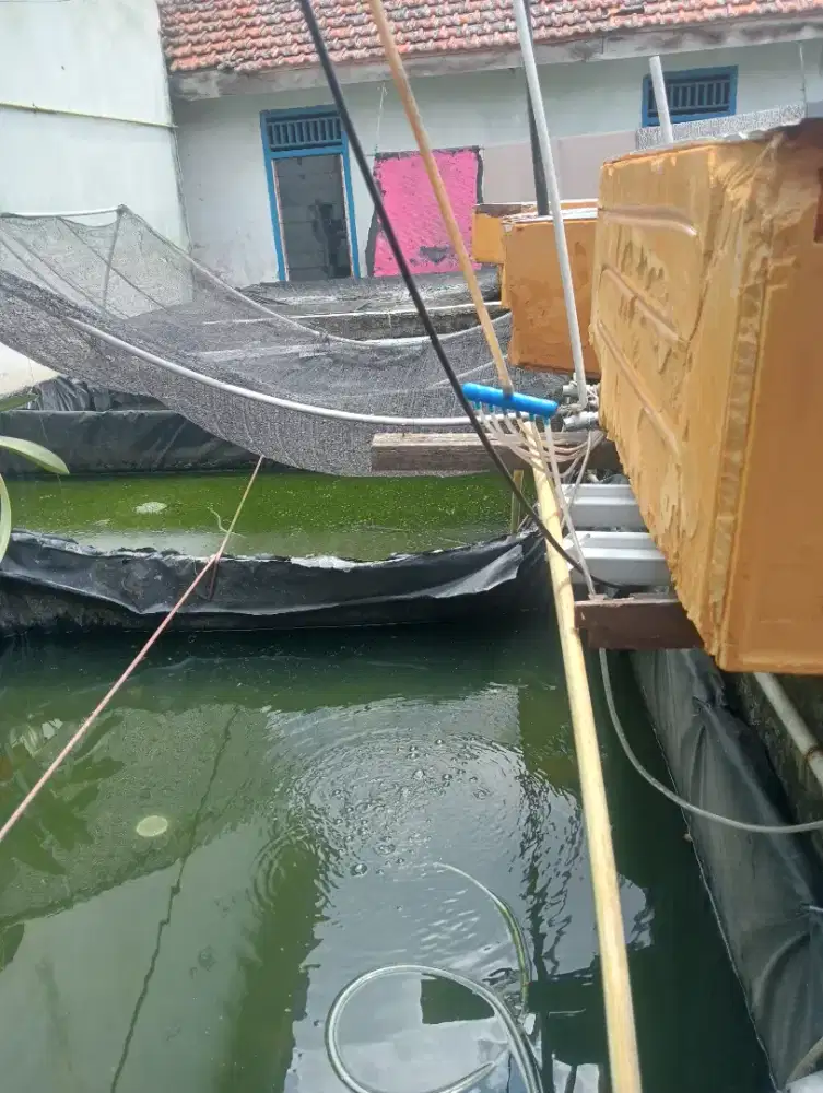 Bibit ikan gurame Padang