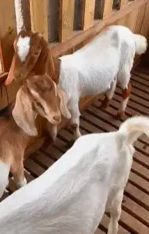 4 ekor kambing boer 5-6 bln 1 jantan 3 betina siap ternak murmer super