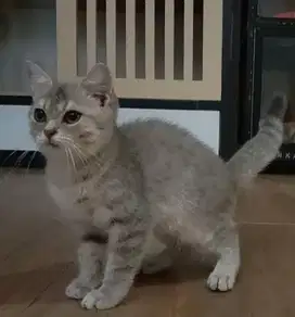 Kitten Bsh 3bln