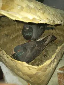 Dijual Merpati 2 Pasang Giring