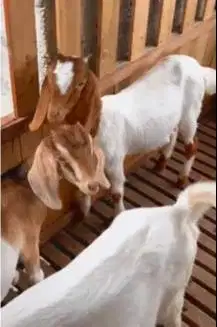 4 ekor bakalan kambing boer 5-6 bln 1 jantan 3 betina siap ternak puas