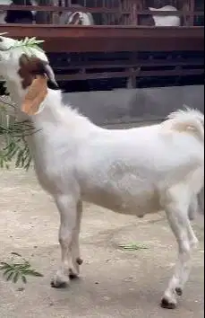 4 ekor bakalan kambing boer 5-6 bln 1 jantan 3 betina pedaging unggul
