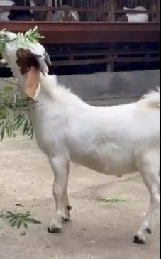 4 ekor bakalan kambing boer 5-6 bln 1 jantan 3 betina pedaging super