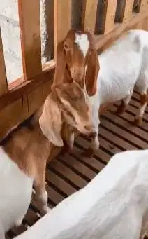 4 ekor bakalan kambing boer 5-6 bln 1 jantan 3 betina pedaging unggul