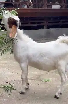 4 ekor bakalan kambing boer 5-6 bln 1 jantan 3 betina pedaging unggul