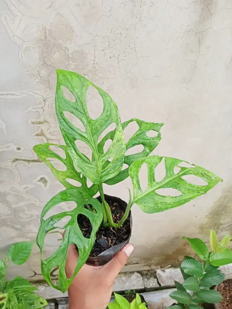 Tanaman Janda Bolong
