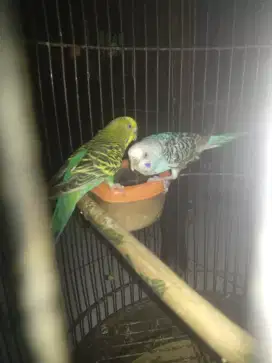 Jual burung parkit sepasang