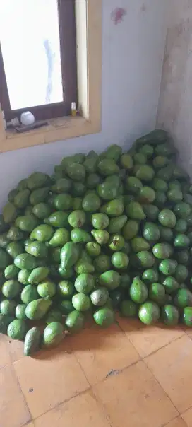 Jual alpukat ,1 kg isi 3 - 4 buah