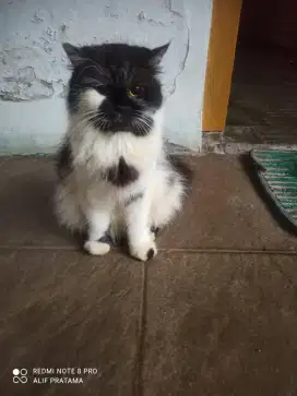 Kucing betina dewasa