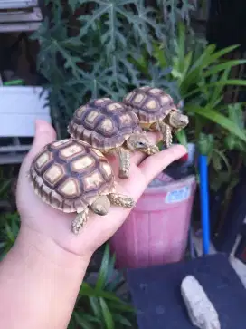 Sulcata 7-8 cm up