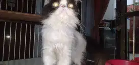 Kucing Betina Peaknose beserta anaknya