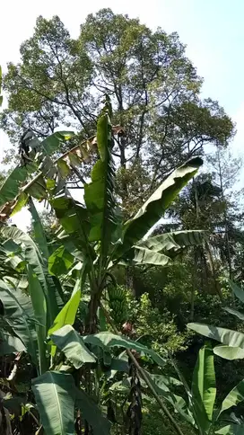 Jual tanah murah full pohon durian unggul LT 3,5 ha, plus villanya